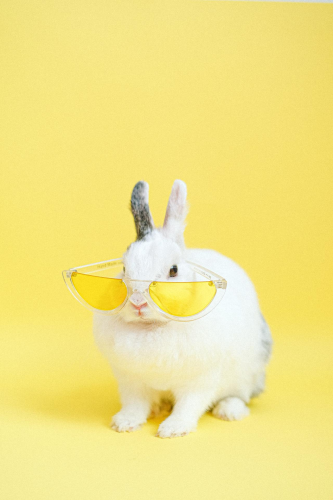 Rabbit, thỏ, grass, pet, thú-cưng, lông-mềm, bunny - Anna Shvets