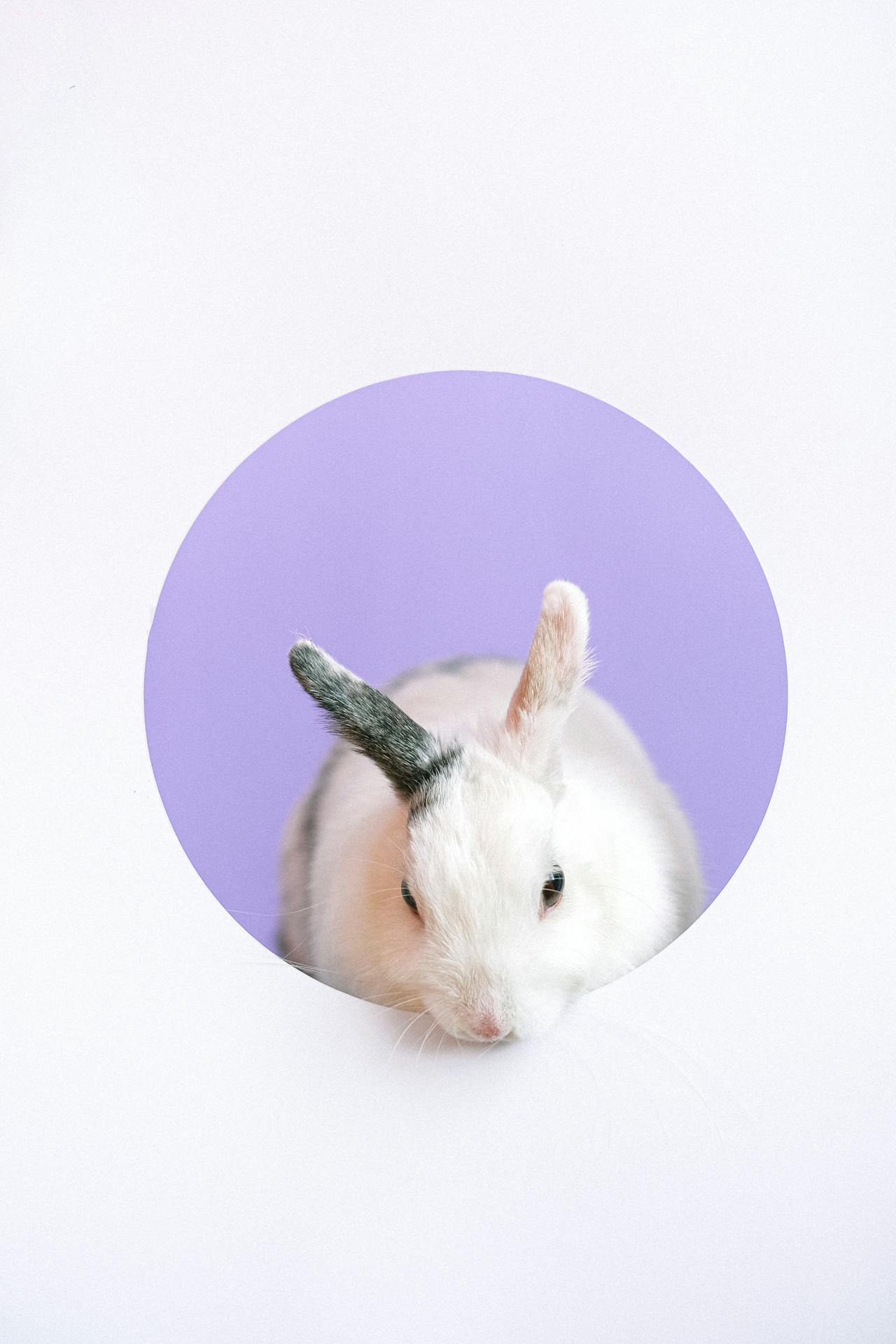 Rabbit, thỏ, grass, pet, thú-cưng, lông-mềm, bunny - Anna Shvets