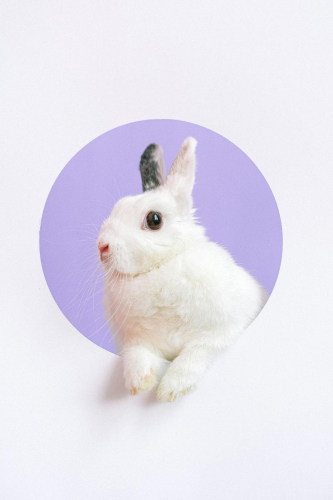 Rabbit, thỏ, grass, pet, thú-cưng, lông-mềm, bunny - Anna Shvets