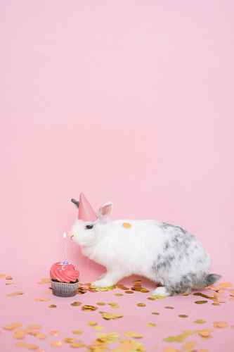 Rabbit, thỏ, grass, pet, thú-cưng, lông-mềm, bunny -  Anna Shvets