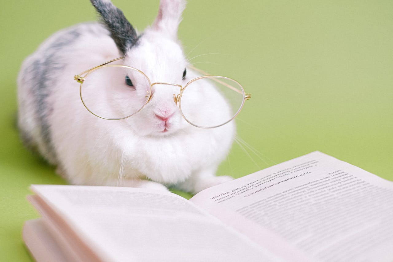 Rabbit, thỏ, grass, pet, thú-cưng, lông-mềm, bunny - Anna Shvets 6