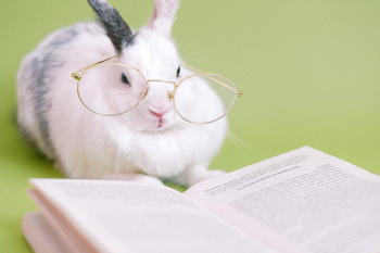 Rabbit, thỏ, grass, pet, thú-cưng, lông-mềm, bunny - Anna Shvets 6