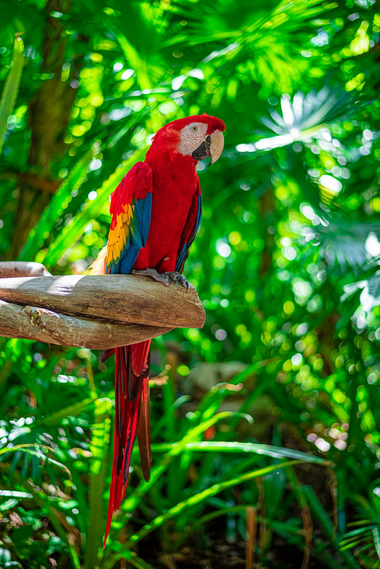 Vẹt sặc sỡ, colorful parrot, rainbow feathers, lông cầu vồng, red beak, mỏ đỏ, exotic bird, chim nhiệt đới, wildlife nature, thiên nhiên hoang dã - Juan Samuel