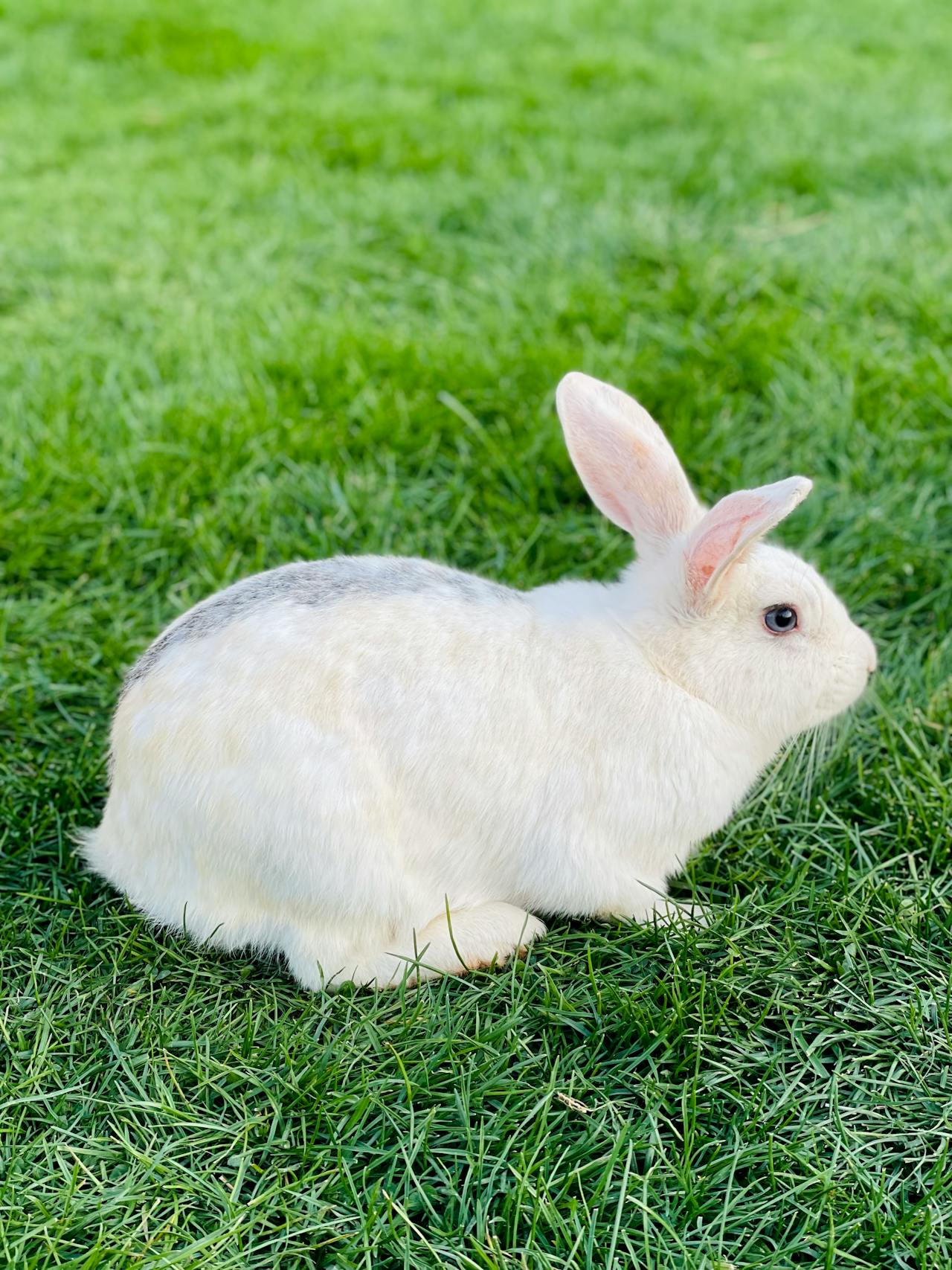 Rabbit, thỏ, grass, pet, thú-cưng, lông-mềm, bunny- Ssümçiğ