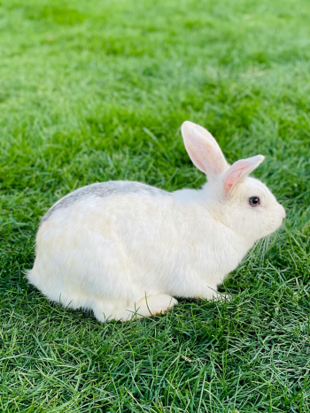 Rabbit, thỏ, grass, pet, thú-cưng, lông-mềm, bunny- Ssümçiğ