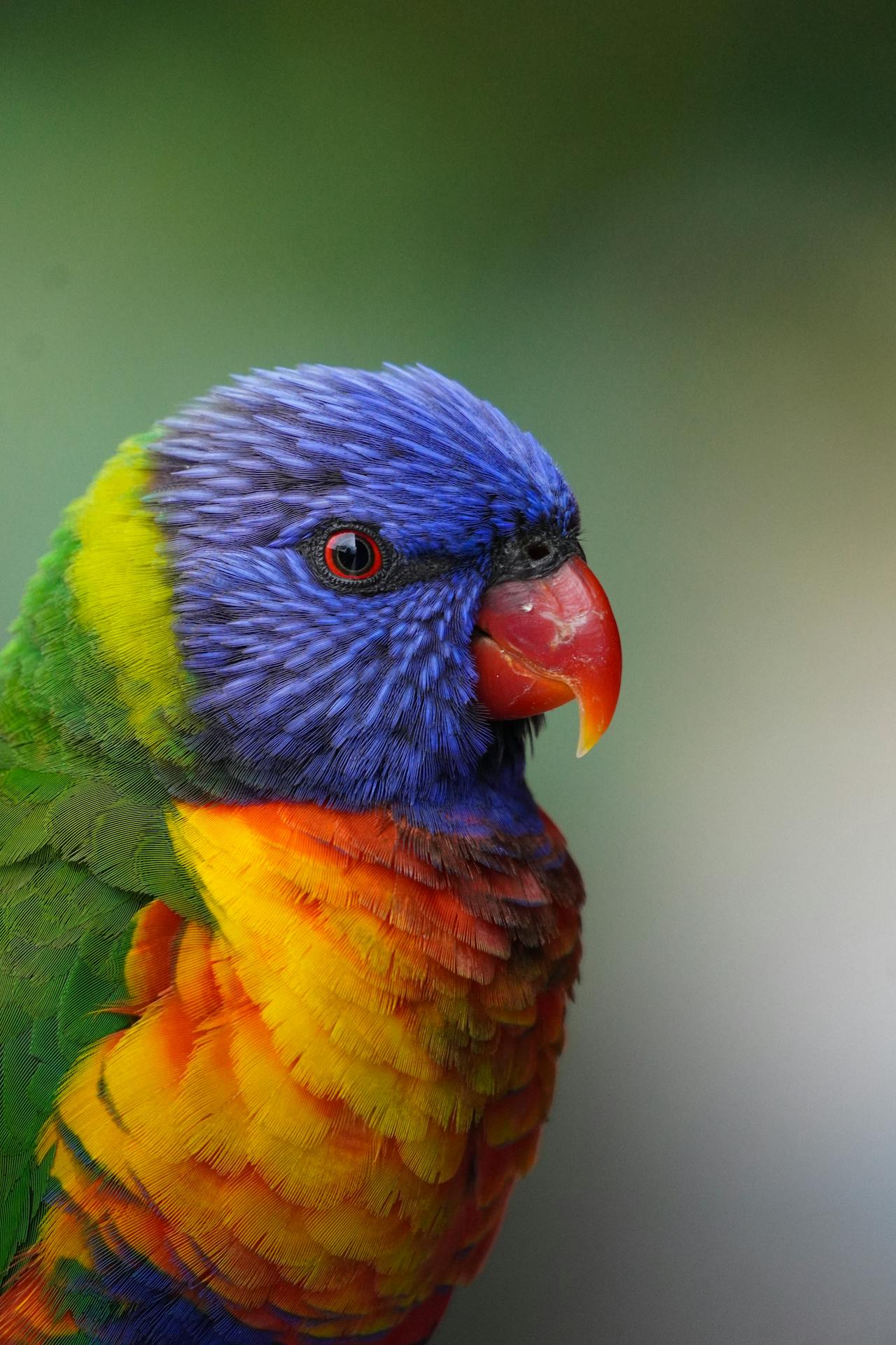 Vẹt sặc sỡ, colorful parrot, rainbow feathers, lông cầu vồng, red beak, mỏ đỏ, exotic bird, chim nhiệt đới, wildlife nature, thiên nhiên hoang dã - Talha Resitoglu 2