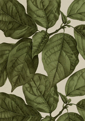 Lá, lá cây, leaves, cọ, brush, hình nền, nền, background