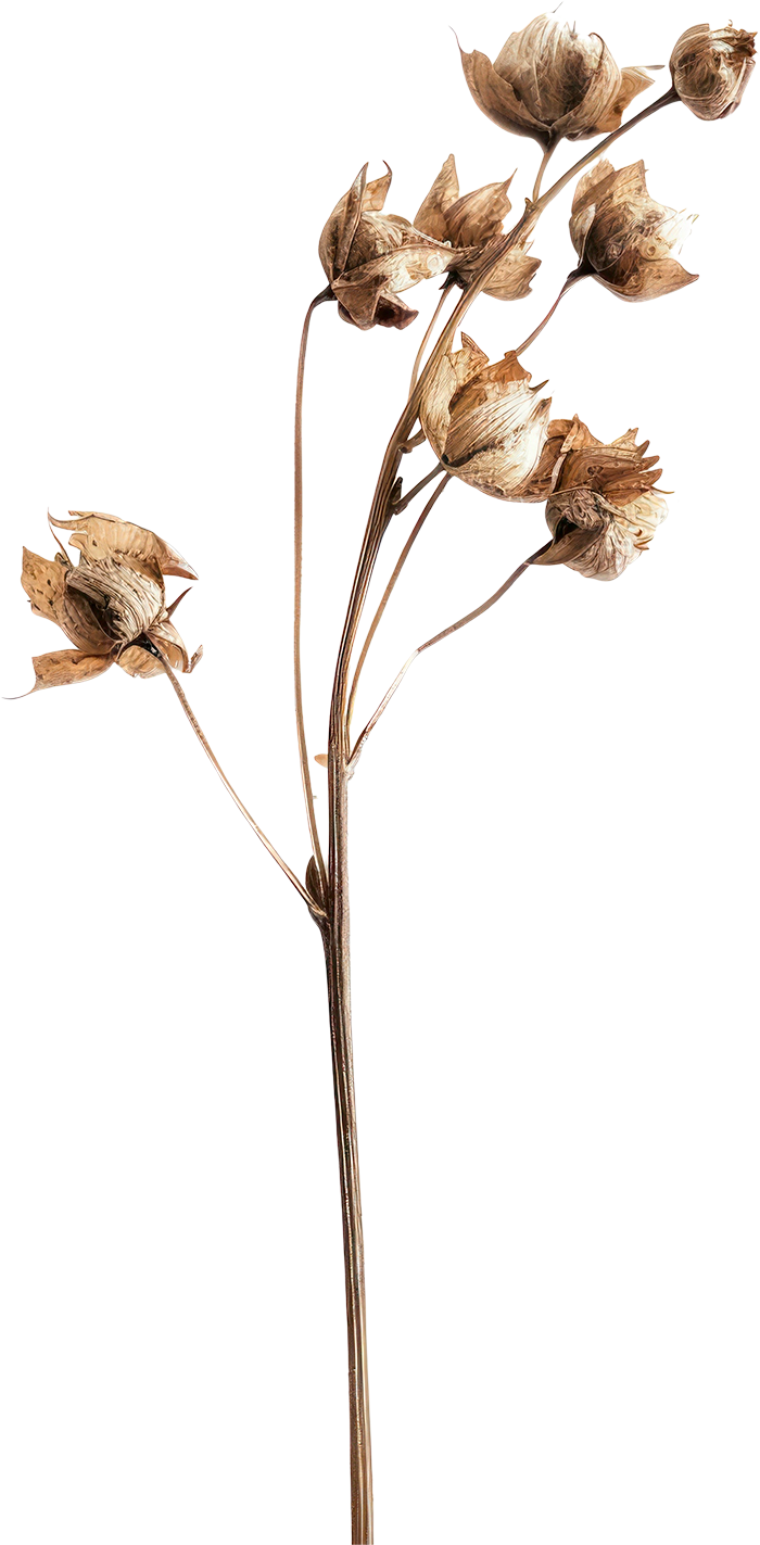 Hoa, flower, hoa khô,  dried flowers, cổ điển, vintages 4