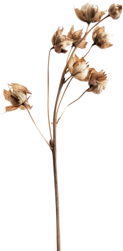 Hoa, flower, hoa khô,  dried flowers, cổ điển, vintages 4