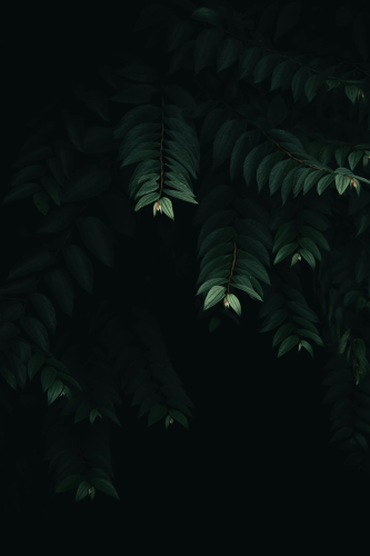 Lá cây, lá, bụi cây, tối, leaves, dark, bush- 6th Era Photography