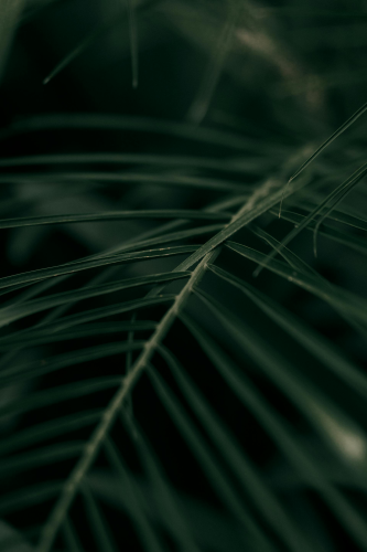 Lá cây, lá, bụi cây, tối, leaves, dark, bush- Alexander Mass