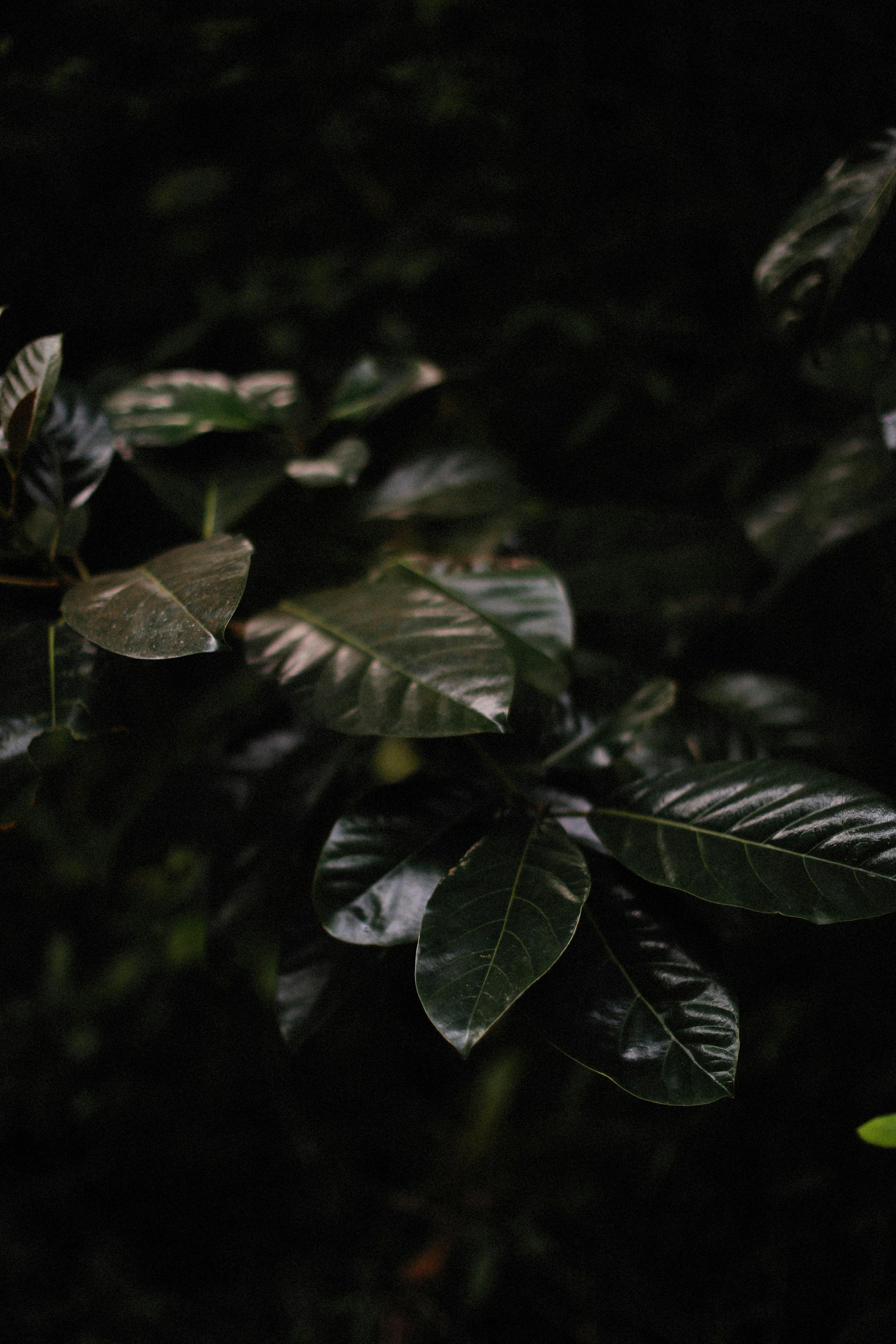 Lá cây, lá, bụi cây, tối, leaves, dark, bush- Alexey Demidov