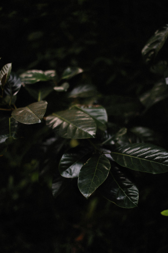 Lá cây, lá, bụi cây, tối, leaves, dark, bush- Alexey Demidov