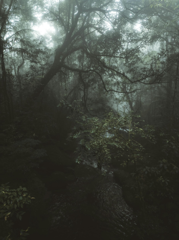 Rừng, rừng cây, cây, u ám, forest, trees, gloomy, dark- Allan Carvalho
