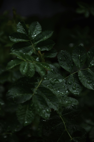 Lá cây, lá, bụi cây, tối, leaves, dark, bush- Anastasia Sineokaya