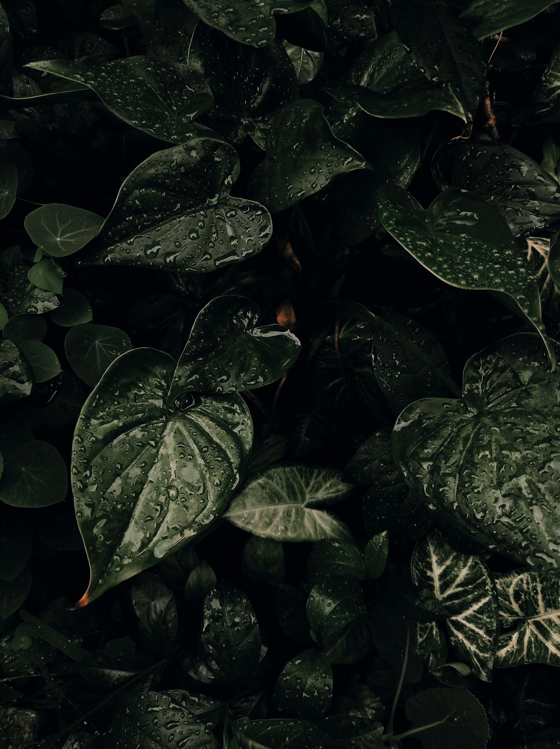 Lá cây, lá, bụi cây, tối, leaves, dark, bush- Andre Moura