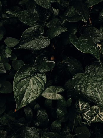 Lá cây, lá, bụi cây, tối, leaves, dark, bush- Andre Moura