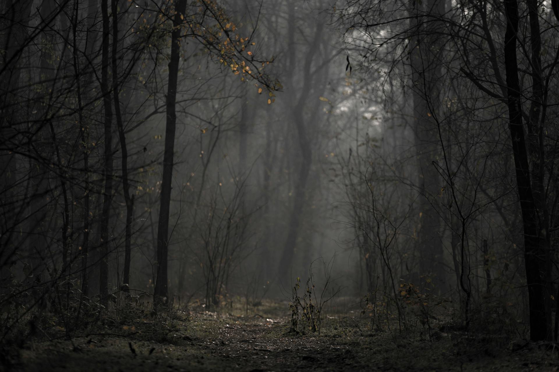 Rừng, rừng cây, cây, u ám, forest, trees, gloomy, dark- Anton Atanasov