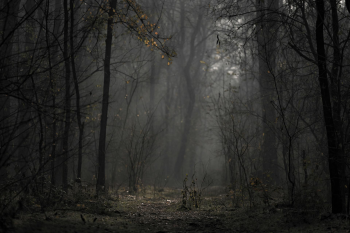 Rừng, rừng cây, cây, u ám, forest, trees, gloomy, dark- Anton Atanasov