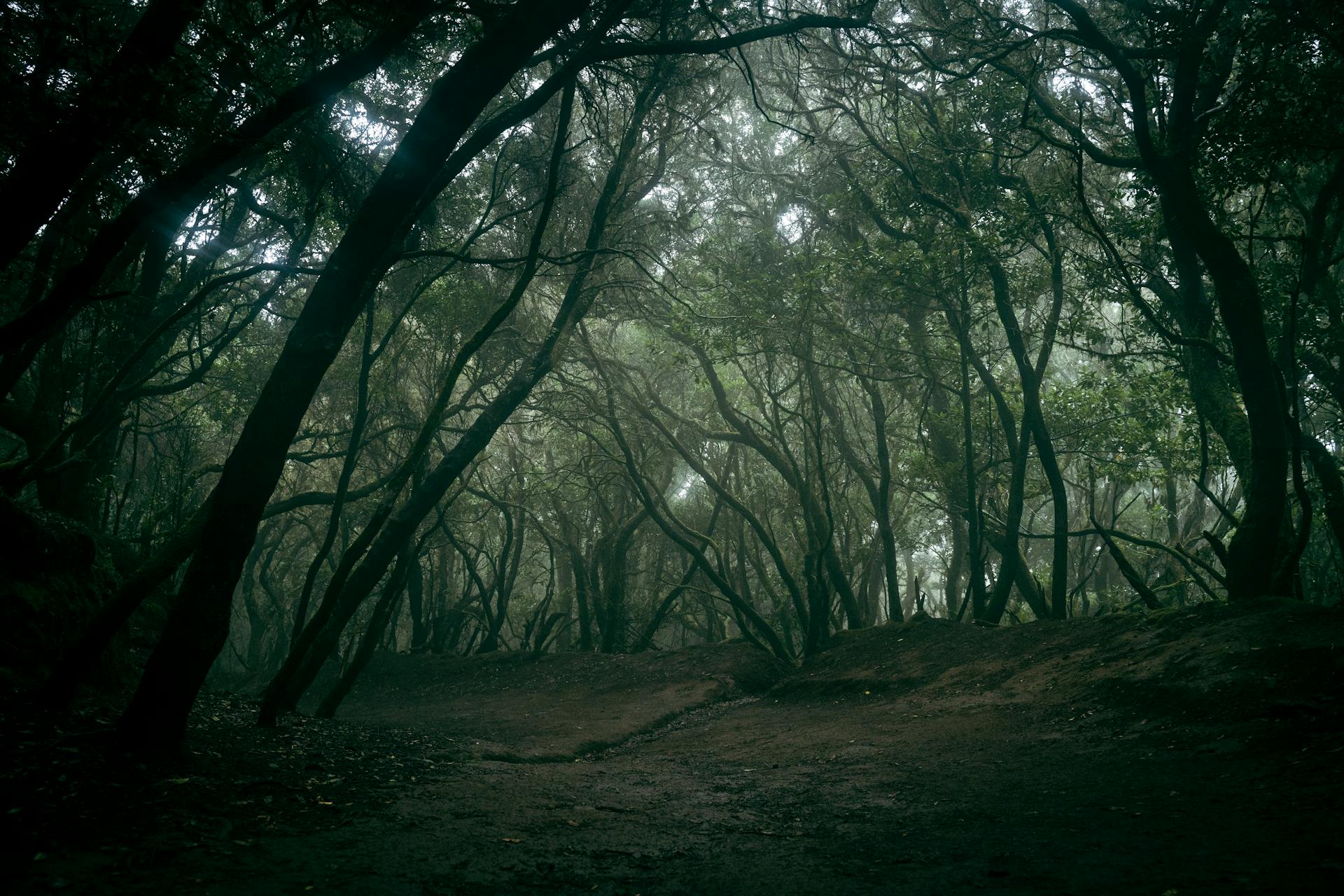 Rừng, rừng cây, cây, u ám, forest, trees, gloomy, dark- Artem Zhukov 1