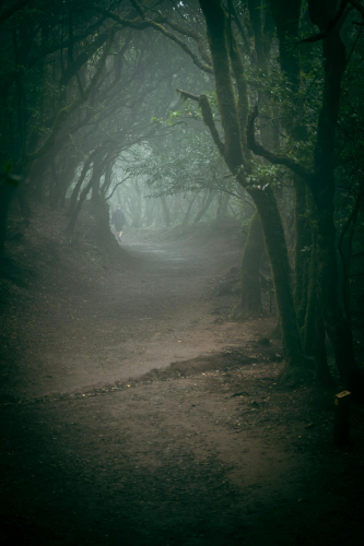 Rừng, rừng cây, cây, u ám, forest, trees, gloomy, dark- Artem Zhukov