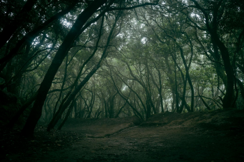 Rừng, rừng cây, cây, u ám, forest, trees, gloomy, dark- Artem Zhukov 1