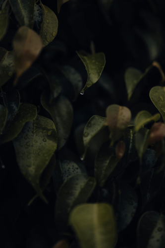 Lá cây, lá, bụi cây, tối, leaves, dark, bush- Atahan Demir