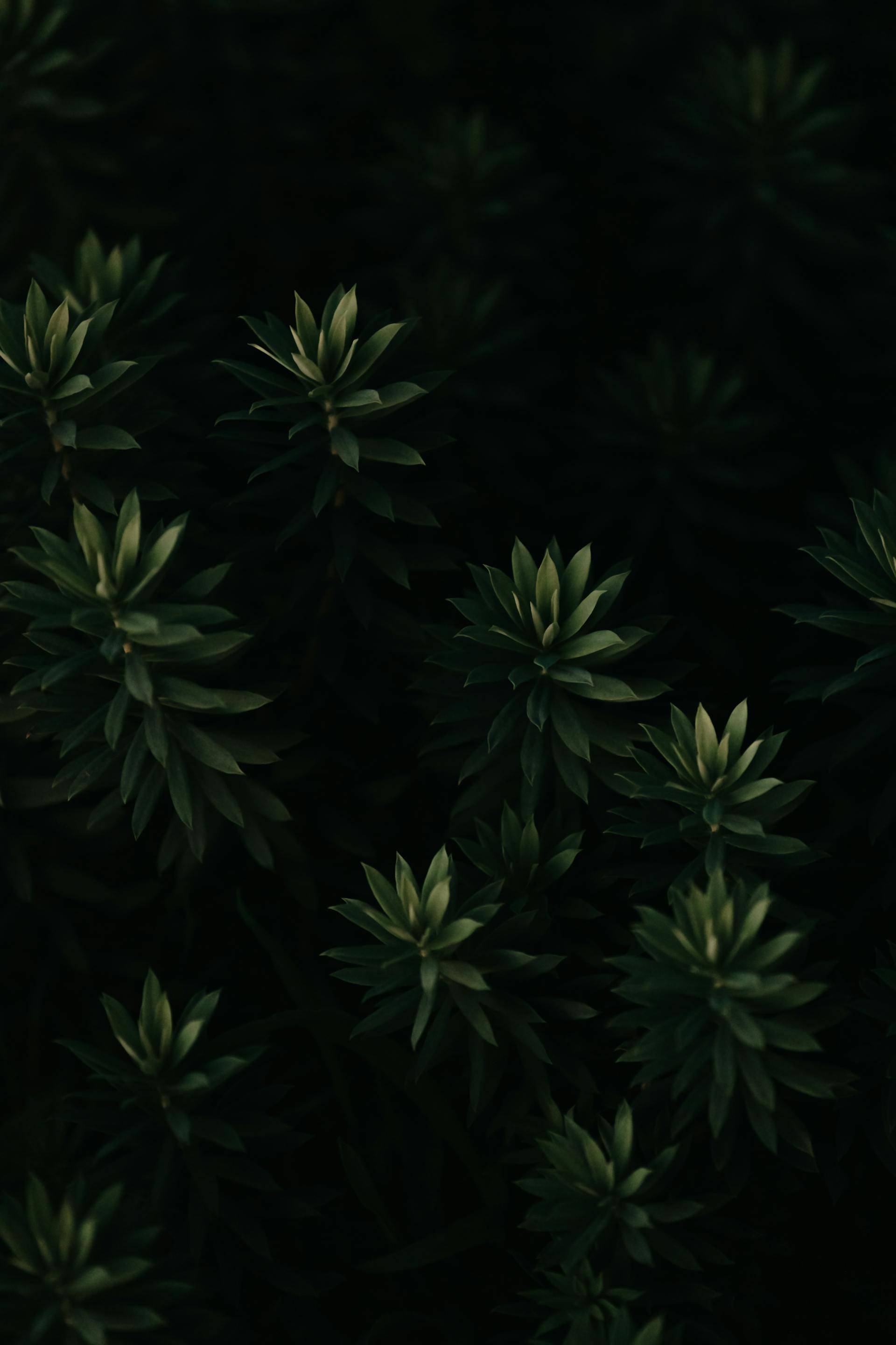 Lá cây, lá, bụi cây, tối, leaves, dark, bush- Ave Calvar Martinez