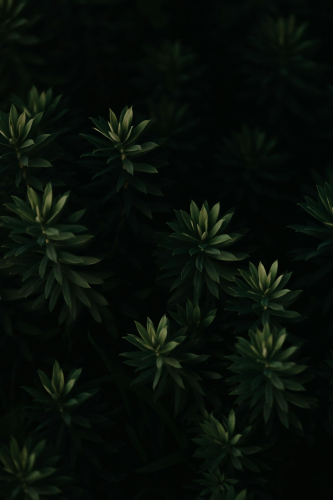 Lá cây, lá, bụi cây, tối, leaves, dark, bush- Ave Calvar Martinez