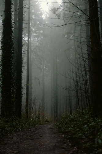 Rừng, rừng cây, cây, u ám, forest, trees, gloomy, dark- Bemo V.
