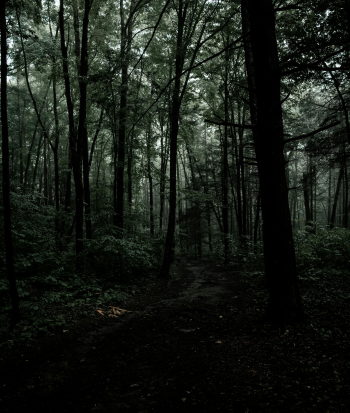 Rừng, rừng cây, cây, u ám, forest, trees, gloomy, dark- Connor McManus