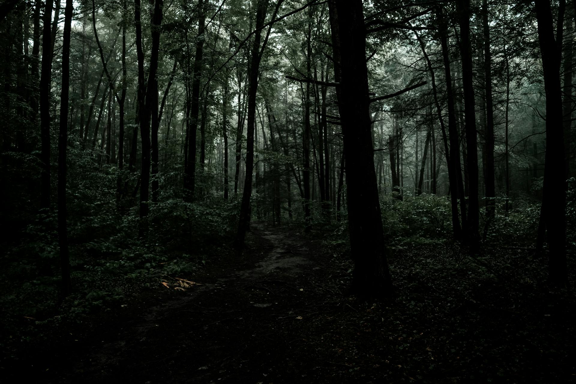 Rừng, rừng cây, cây, u ám, forest, trees, gloomy, dark- Connor McManus 1
