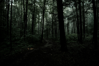 Rừng, rừng cây, cây, u ám, forest, trees, gloomy, dark- Connor McManus 1