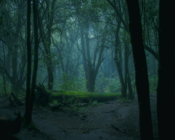 Rừng, rừng cây, cây, u ám, forest, trees, gloomy, dark- Diego Benjamín