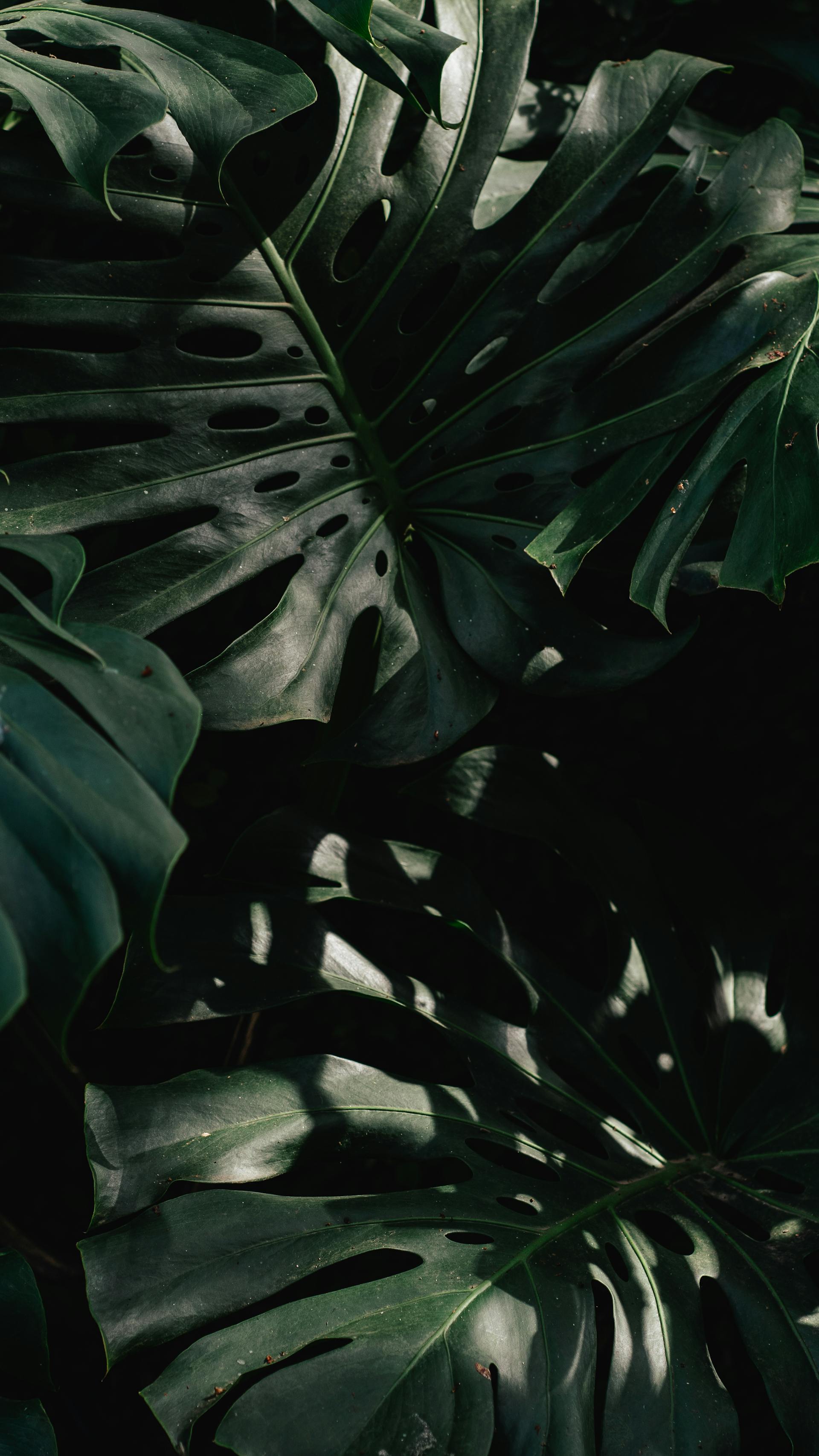 Lá cây, lá, bụi cây, tối, leaves, dark, bush-Douglas Mendes