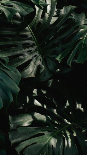Lá cây, lá, bụi cây, tối, leaves, dark, bush-Douglas Mendes 1