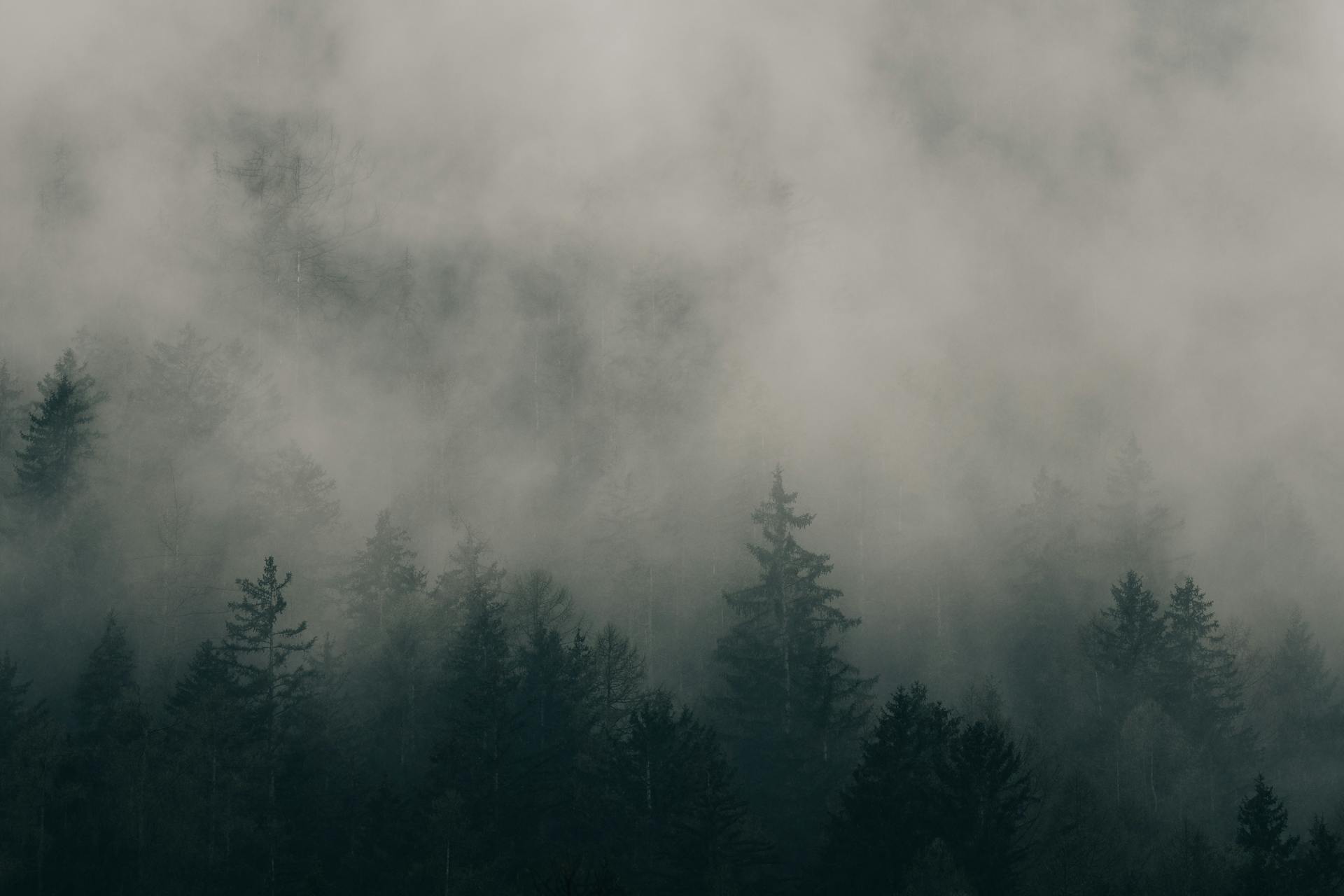 Rừng, sương mù, rừng cây, cây, u ám, forest, fog, trees, gloomy, dark-eberhard grossgasteiger 6