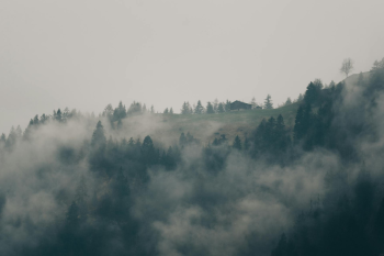 Rừng, sương mù, rừng cây, cây, u ám, forest, fog, trees, gloomy, dark-eberhard grossgasteiger 7