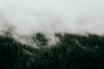 Rừng, sương mù, rừng cây, cây, u ám, forest, fog, trees, gloomy, dark-eberhard grossgasteiger 2