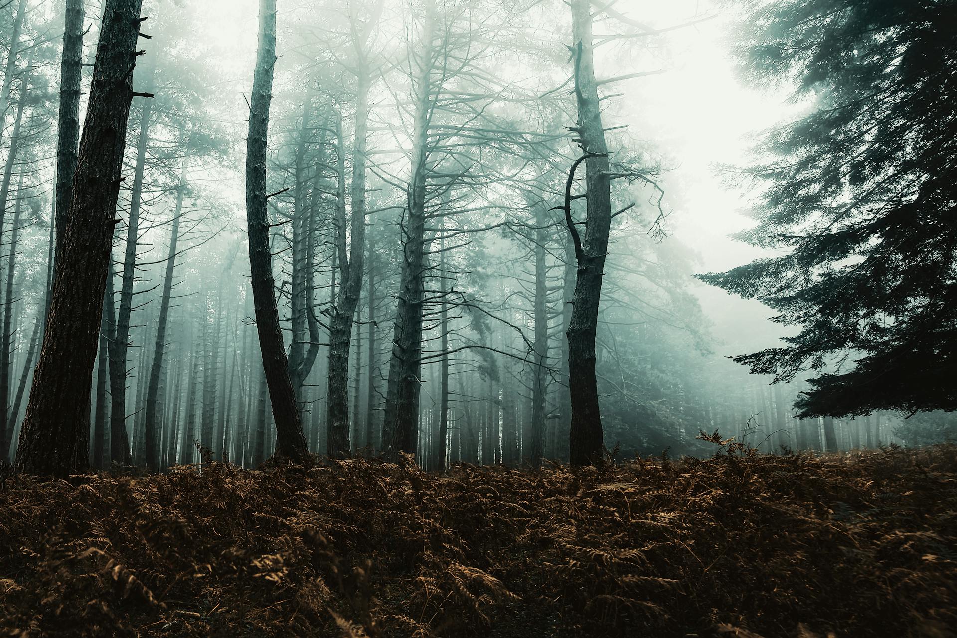 Rừng, sương mù, rừng cây, cây, u ám, forest, fog, trees, gloomy, dark-eberhard grossgasteiger 1