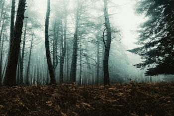 Rừng, sương mù, rừng cây, cây, u ám, forest, fog, trees, gloomy, dark-eberhard grossgasteiger 1