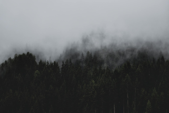 Rừng, sương mù, rừng cây, cây, u ám, forest, fog, trees, gloomy, dark-eberhard grossgasteiger