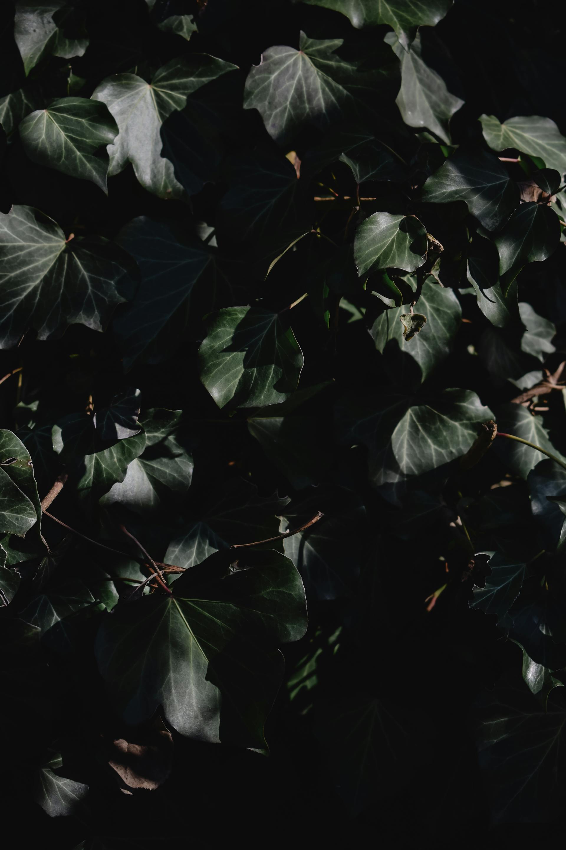 Lá cây, lá, bụi cây, tối, leaves, dark, bush-Eva Bronzini 1