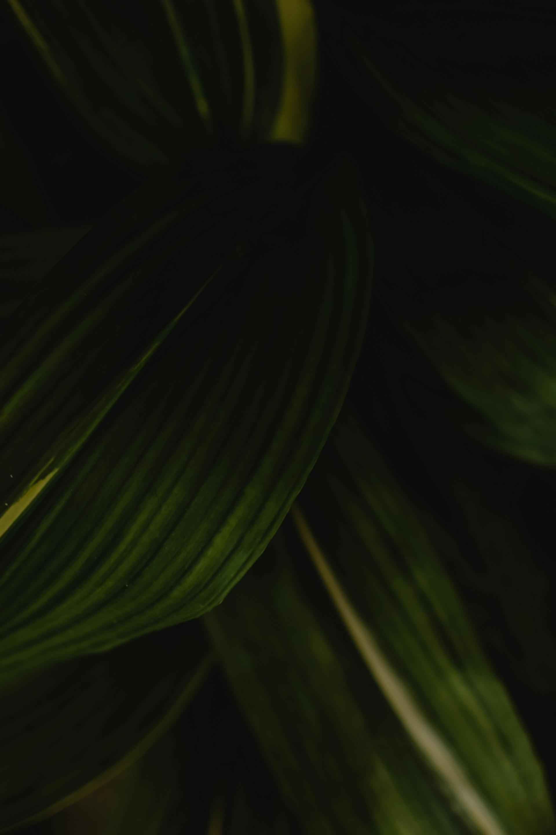 Lá cây, lá, bụi cây, tối, leaves, dark, bush-Eva Bronzini 2