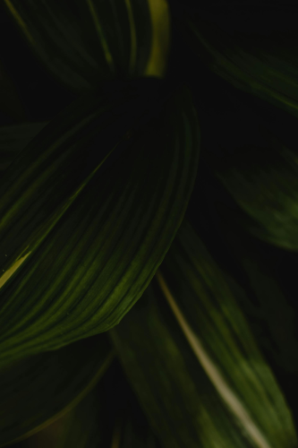 Lá cây, lá, bụi cây, tối, leaves, dark, bush-Eva Bronzini 2
