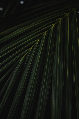 Lá cây, lá, bụi cây, tối, leaves, dark, bush-Eva Bronzini