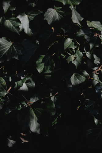 Lá cây, lá, bụi cây, tối, leaves, dark, bush-Eva Bronzini 1