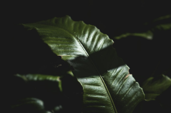 Lá cây, lá, bụi cây, tối, leaves, dark, bush- Francesco Ungaro