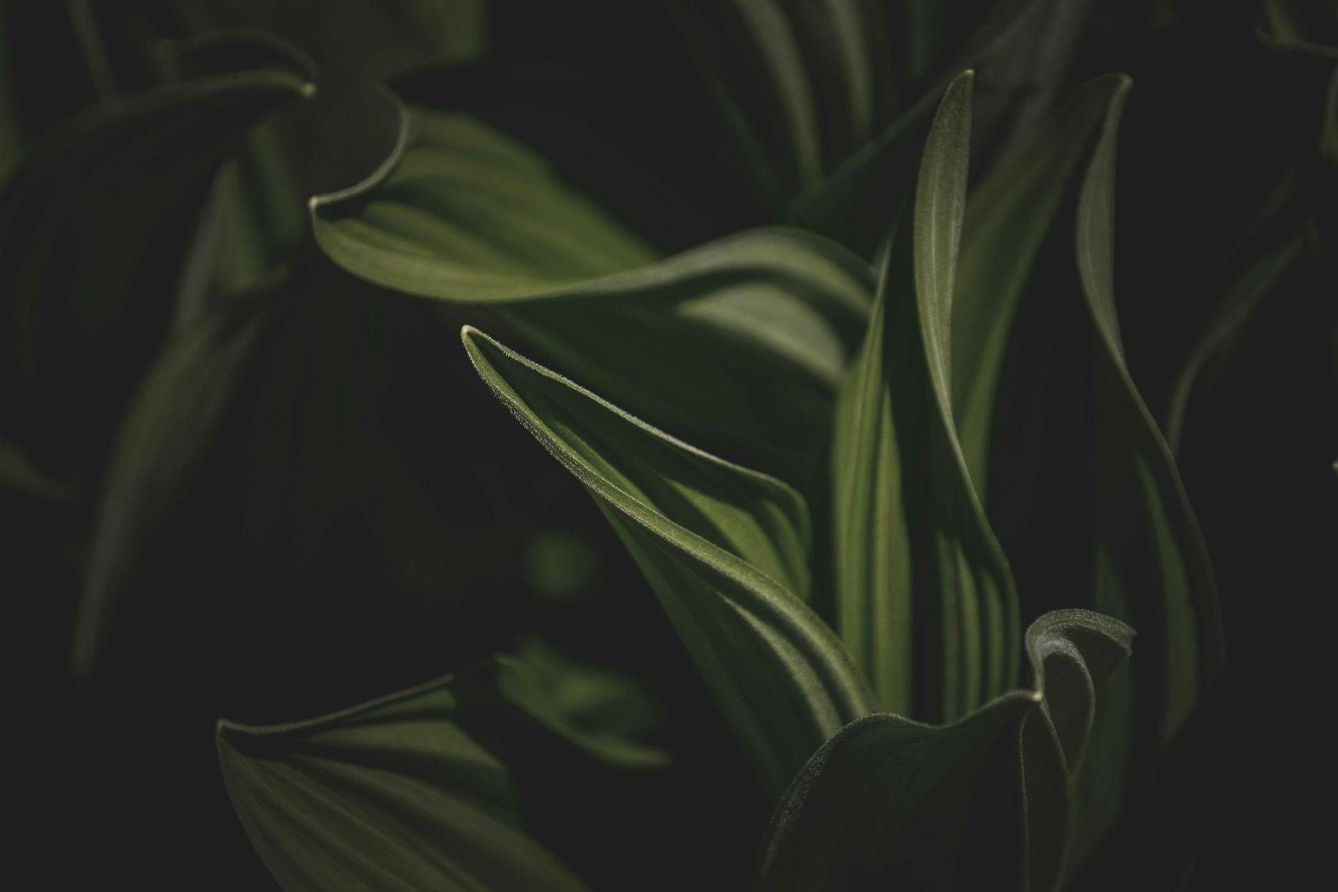 Lá cây, lá, bụi cây, tối, leaves, dark, bush- Francesco Ungaro 1
