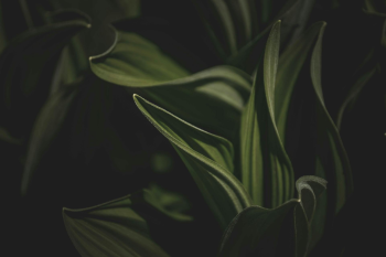 Lá cây, lá, bụi cây, tối, leaves, dark, bush- Francesco Ungaro 1